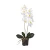 Dirbtinis augalas Orchidėja su vazonu 11x11x50 cm balta 4Living 612530