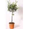 Dirbtinis augalas vazone ALYVMEDIS, 94 cm