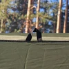 Bushmen EASY Tarp 4x3 žalia