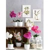 Edelman Dirbtinės gėlės vazonėlyje 26cm orchidėjos/baltos