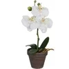 Edelman Dirbtinės gėlės vazonėlyje 26cm orchidėjos/baltos