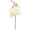 Edelman Dirbtinės gėlės vazonėlyje 34cm orchidėja/krem.sp.