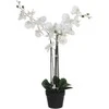Edelman Dirbtinės gėlės vazonėlyje 79cm orchidėjos/baltos