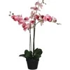 Edelman Dirbtinės gėlės vazonėlyje 79cm orchidėjos/rožinės