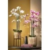 Edelman Dirbtinės gėlės vazonėlyje 97cm orchidėjos/baltos