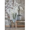 Edelman Dirbtinės gėlės vazonėlyje 97cm orchidėjos/baltos