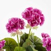 Edelman Dirbtiniai augalai vazonėlyje 34cm pelargonijos/violet.