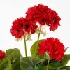 Edelman Dirbtiniai augalai vazonėlyje 34cm pelargonijos/raudon.