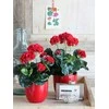 Edelman Dirbtiniai augalai vazonėlyje 34cm pelargonijos/raudon.