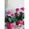 Edelman Dirbtiniai augalai vazonėlyje 34cm pelargonijos/violet.