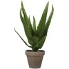 Edelman Dirbtinis augalas vazonėlyje H30xØ16cm alavijas/žalias