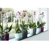 Elho Dekoratyvinis gėlių vazonas Brussels Orchid D12.5cm H15.2cm plast./švies.rožinis
