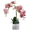 Emivela Dirbtinė orchidėja vazone 60cm//2 šakelės