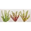 Emivela Dirbtinis sukulentas 26cm Lucky Heart Bush