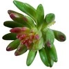 Emivela Dirbtinis sukulentas 8cm