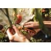 Sodo peilis FISKARS X-SERIES K80 1062819