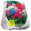 Flioksų svogūnėliai, lot. PHLOX MIX, 6 vnt