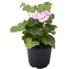 Gėlės daigas surfinija, lot. PETUNIA