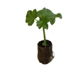 Gėlės daigas surfinija, lot. PETUNIA