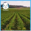 Gerber Junior Delicate žiedinių kopūstų ir brokolių sriuba 1-3 metai 250 g