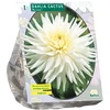 Jurginų svogūnėliai, lot. DAHLIA CACTUS MY LOVE, 1 vnt