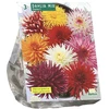 Jurginų svogūnėliai, lot. DAHLIA CACTUS MIXED, 3 vnt