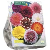 Jurginų svogūnėliai, lot. DAHLIA DECORATIEF MIXED, 3 vnt