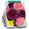 Jurginų svogūnėliai, lot. DAHLIA FANTASY FIRES, 2 vnt