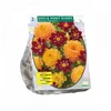 Jurginų svogūnėliai, lot. DAHLIA HONEY BLENDS, 2 vnt