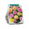 Jurginų svogūnėliai, lot. DAHLIA PASTEL BLEND, 2 vnt