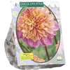 Jurginų svogūnėlis, lot. DAHLIA ANEMONE LIFESTYLE, 1 vnt