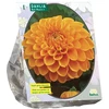 Jurginų svogūnėlis, lot. DAHLIA BALL MAARN, 1 vnt