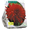 Jurginų svogūnėlis, lot. DAHLIA CACTUS HELGA, 1 vnt