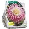 Jurginų svogūnėlis, lot. DAHLIA CACTUS STARS FAVOURITE, 1 vnt