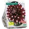 Jurginų svogūnėlis, lot. DAHLIA DECORATIEF MYSTERY DAY, 1 vnt