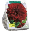 Jurginų svogūnėlis, lot. DAHLIA DECORATIEF ARABIAN NIGHT, 1 vnt