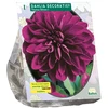 Jurginų svogūnėlis, lot. DAHLIA DECORATIEF THOMAS EDISON, 1 vnt