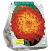 Jurginų svogūnėlis, lot. DAHLIA DECORATIEF PROYCON, 1 vnt