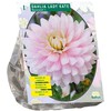 Jurginų svogūnėlis, lot. DAHLIA DECORATIEF LADY KATE, 1 vnt