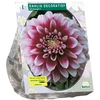 Jurginų svogūnėlis, lot. DAHLIA DECORATIEF EDINBURGH, 1 vnt