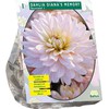 Jurginų svogūnėlis, lot. DAHLIA DIANA'S MEMORY, 1 vnt
