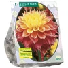Jurginų svogūnėlis, lot. DAHLIA KOGANE FUBUKI, 1 vnt