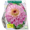 Jurginų svogūnėlis, lot. DAHLIA LUKA JOHANNA, 1 vnt