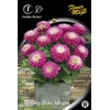 Jurginų svogūnėlis, lot. Dahlia Melody Rose Allegro