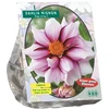 Jurginų svogūnėlis, lot. DAHLIA MIGNON EDGE OF JOY, 1 vnt