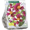 Jurginų svogūnėlis, lot. DAHLIA MIGNON SMARTY, 1 vnt