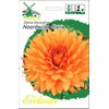 Jurginų svogūnėlis, lot. DAHLIA NOORDWIJKS GLORIE, 1 vnt.