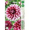 Jurginų svogūnėlis, lot. DAHLIA PATCHES, 1 vnt