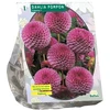 Jurginų svogūnėlis, lot. DAHLIA POMPON LIPOMA, 1 vnt