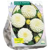 Jurginų svogūnėlis, lot. DAHLIA POMPON SNOWFLAKE, 1 vnt